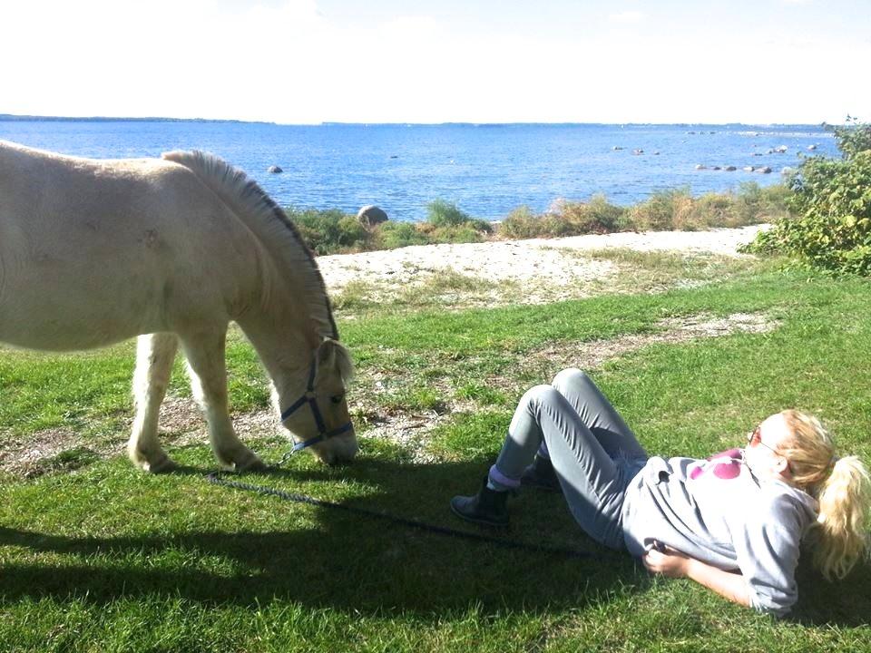 Fjordhest Rolighedens Lupin billede 20