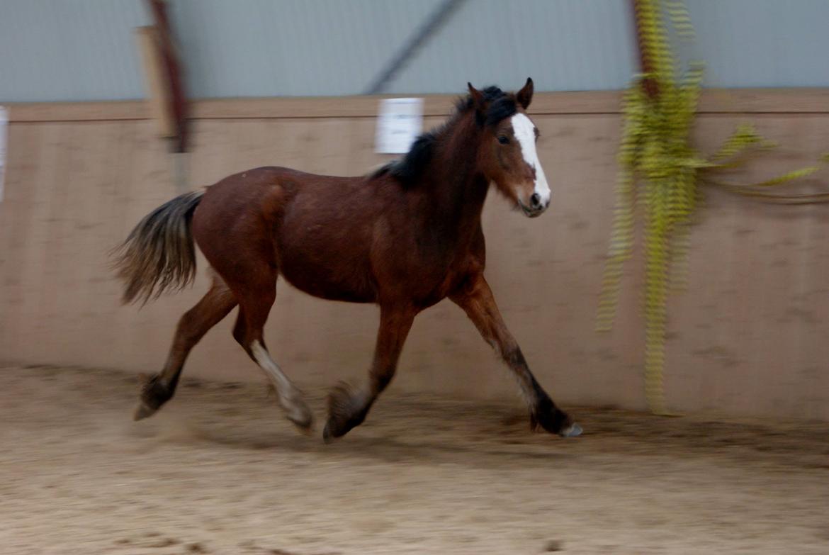 Irish Cob Crossbreed Solgården´s Pipaluk (Pip´sen den lille Mammut). billede 14