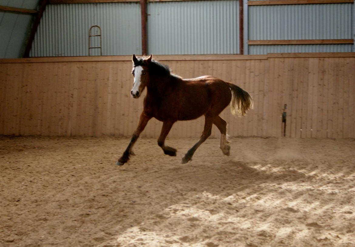 Irish Cob Crossbreed Solgården´s Pipaluk (Pip´sen den lille Mammut). billede 15