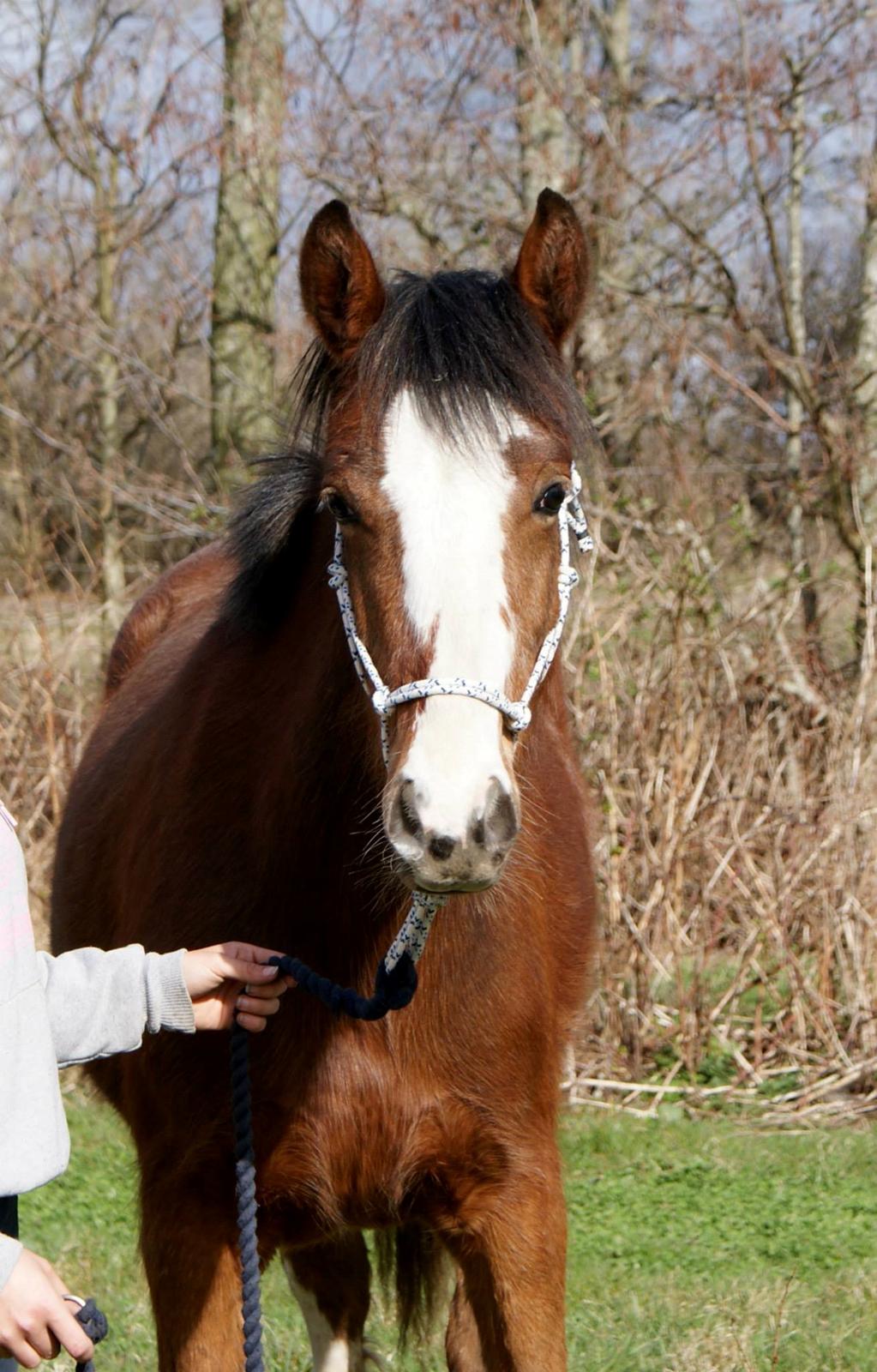 Irish Cob Crossbreed Solgården´s Pipaluk (Pip´sen den lille Mammut). billede 16