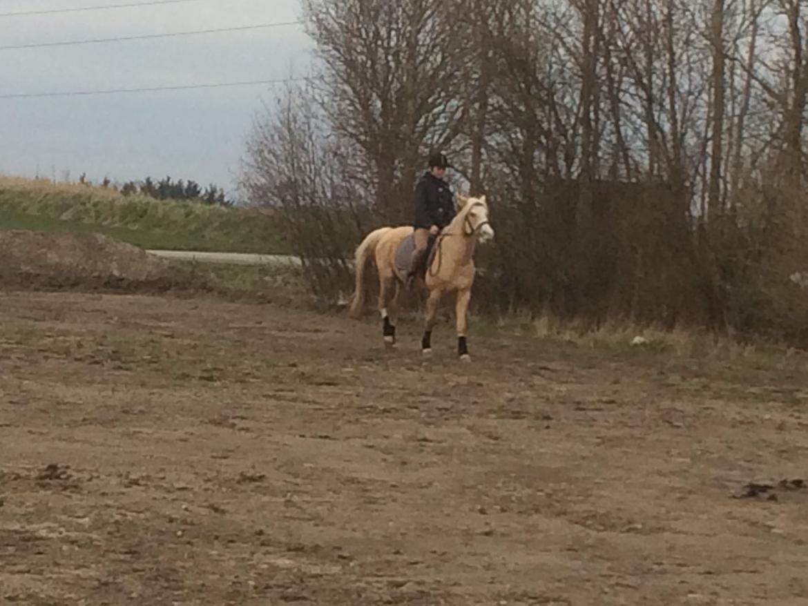 Palomino golden sunshine x solgt billede 15