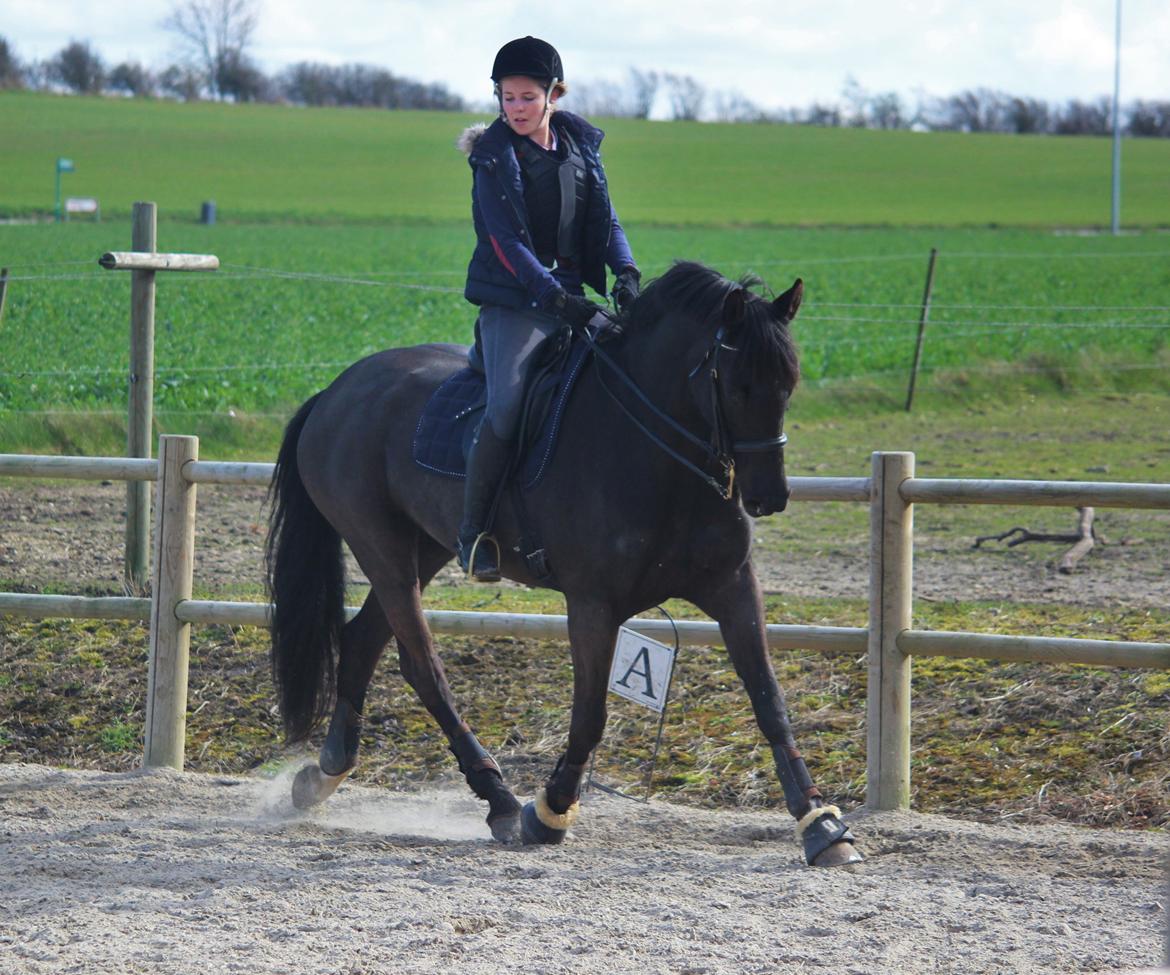 Dansk Varmblod Lyrik billede 17