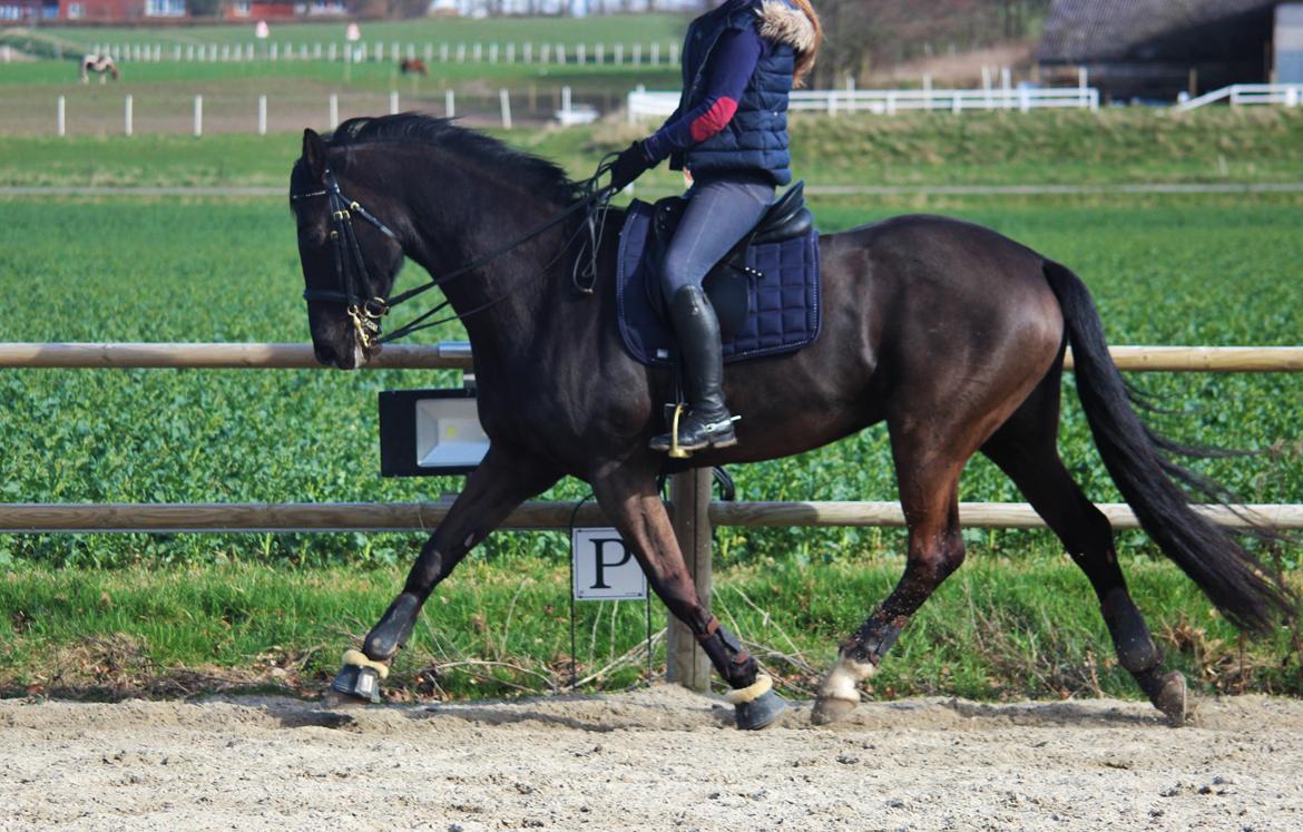 Dansk Varmblod Lyrik billede 3