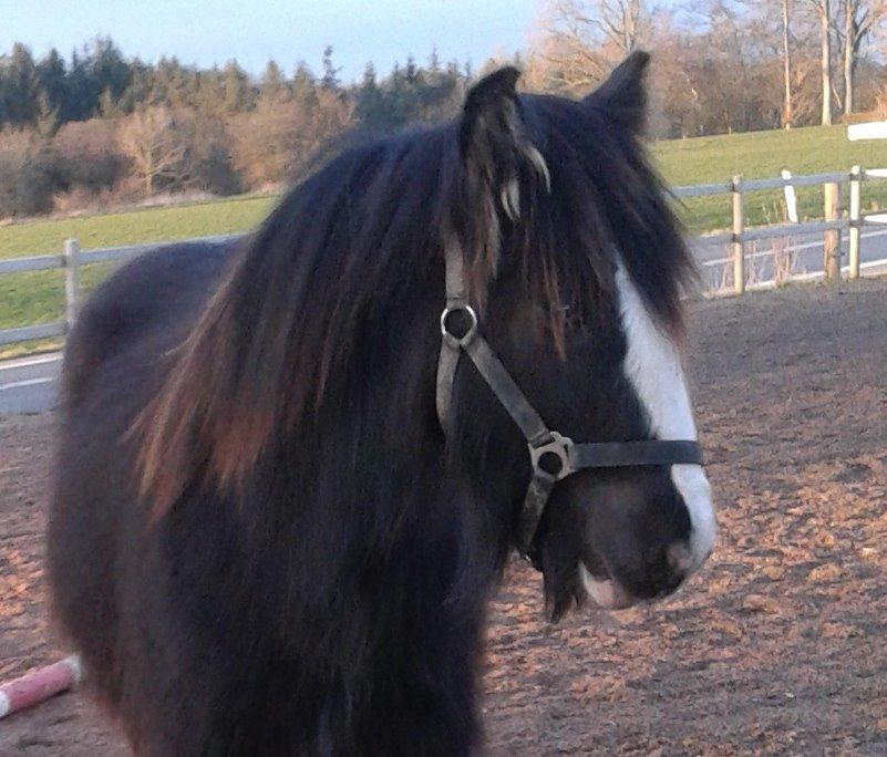 Irish Cob Royal Riain by Lovecob billede 13