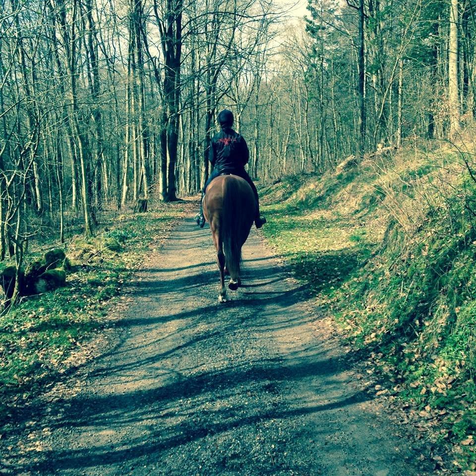 Anden særlig race Fox (Foxi) billede 1