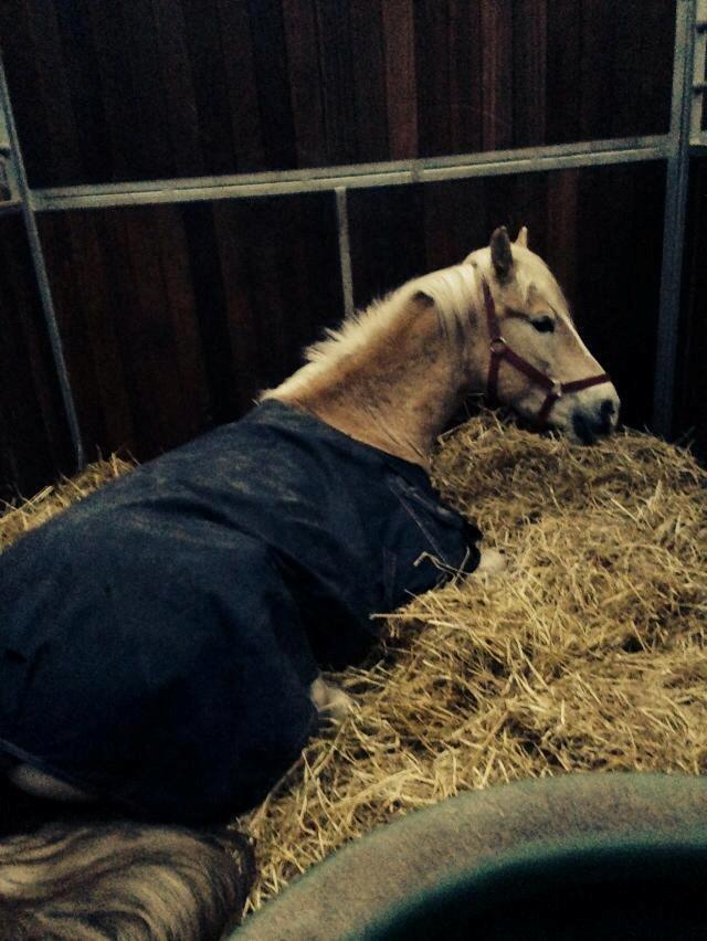 Tyroler Haflinger Anthony's Apollo - Apollo der ligger og putter. :D <3 billede 20