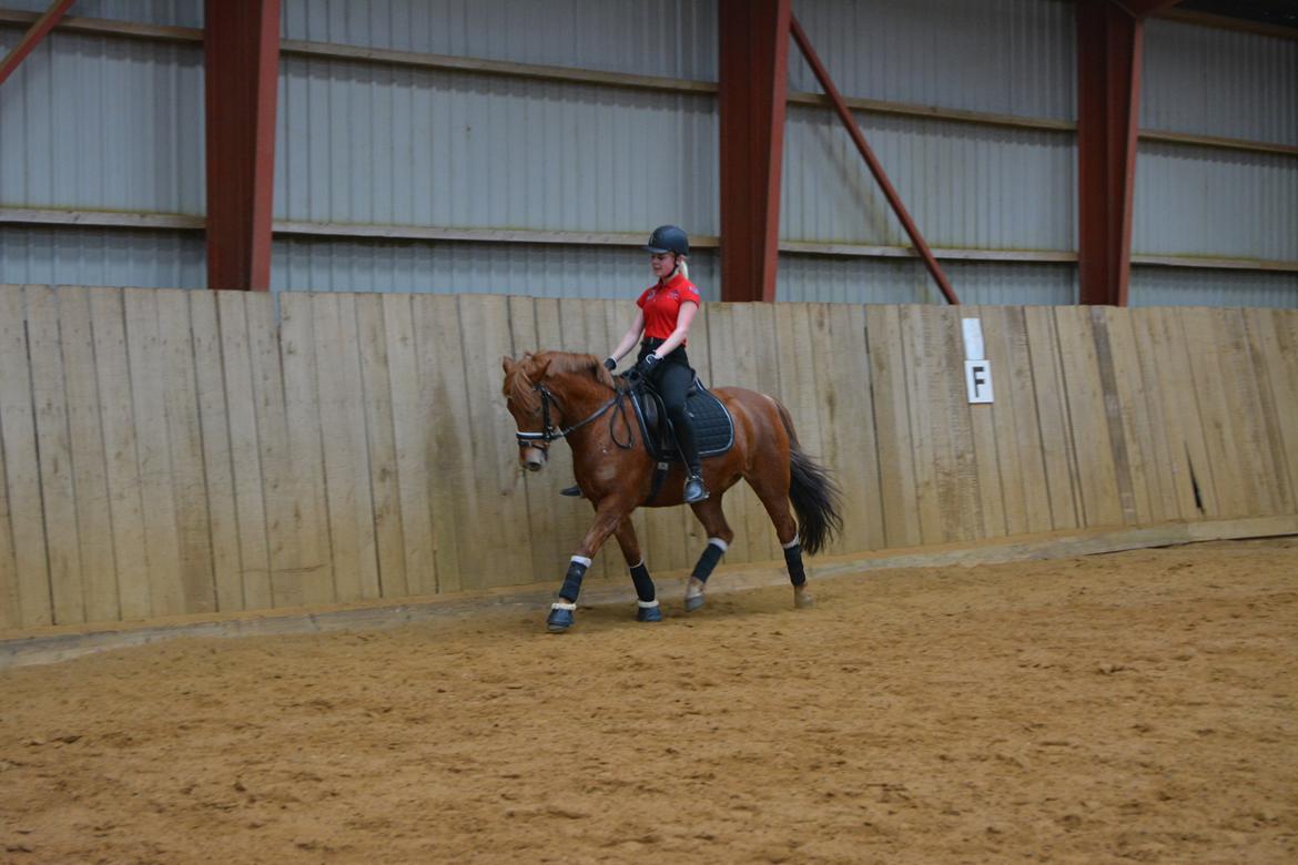 New Forest Spirit (Tidl. part) billede 5