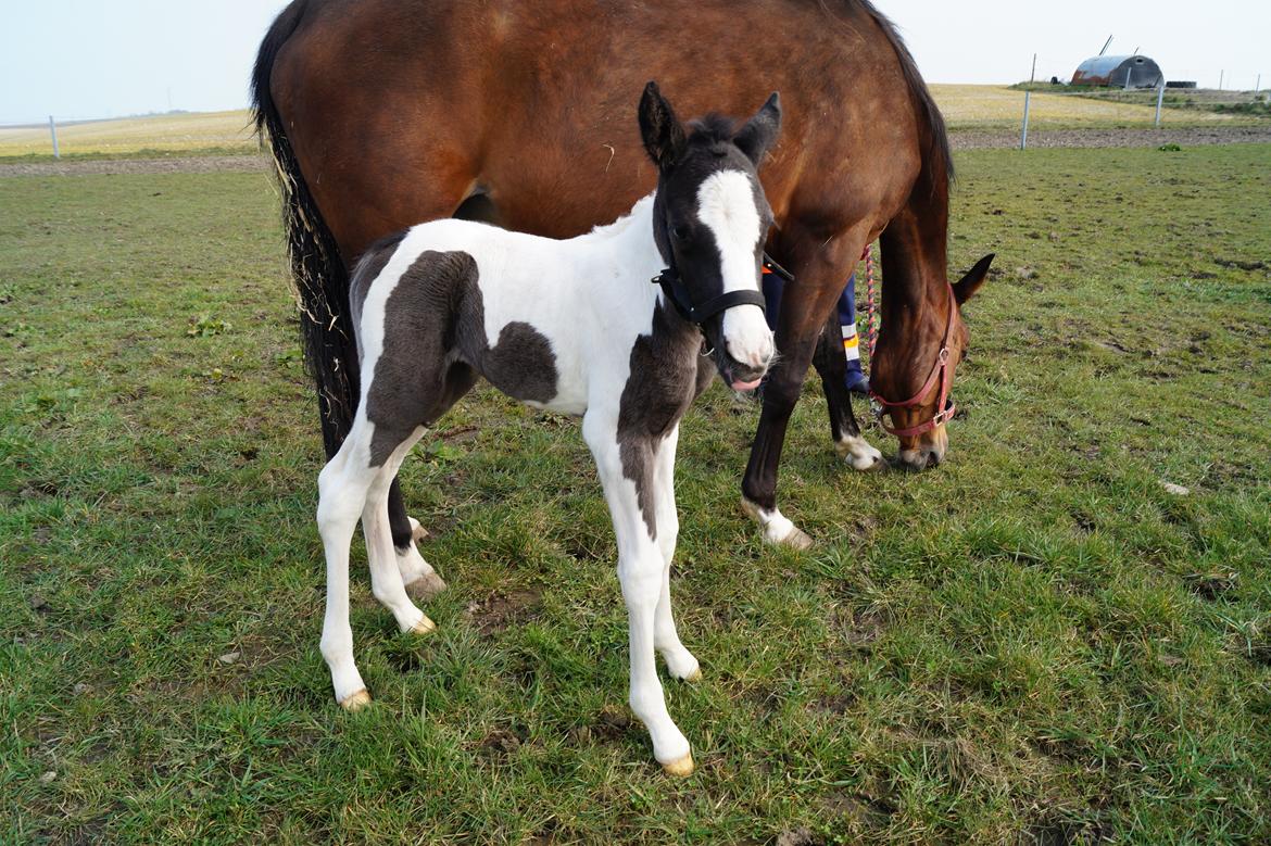 Barockpinto Elaja billede 3