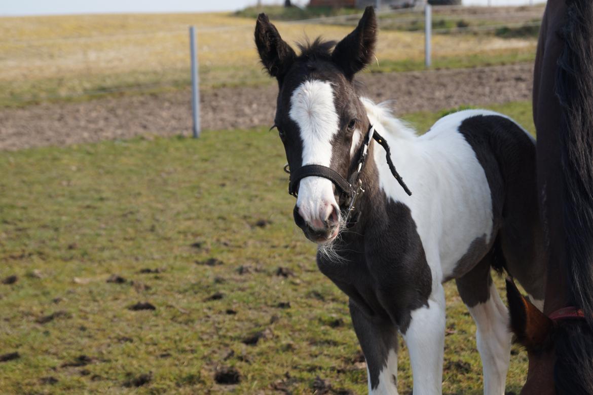 Barockpinto Elaja billede 5