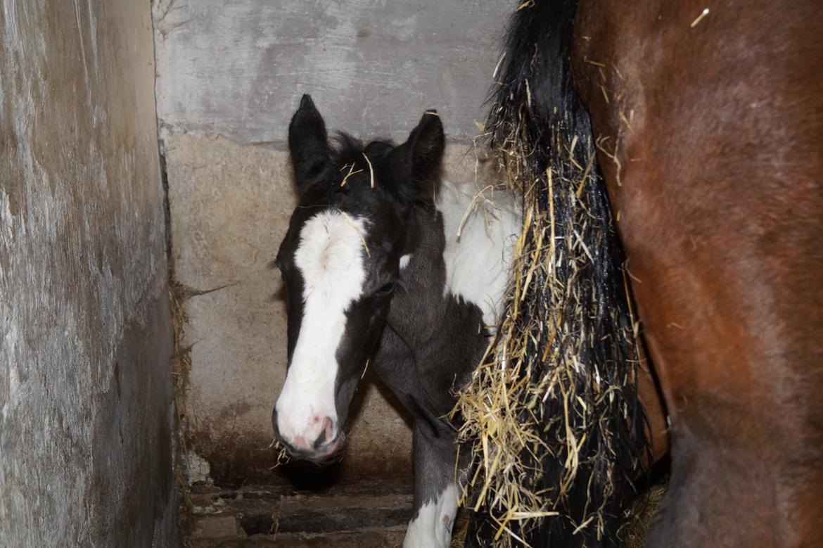 Barockpinto Elaja billede 4