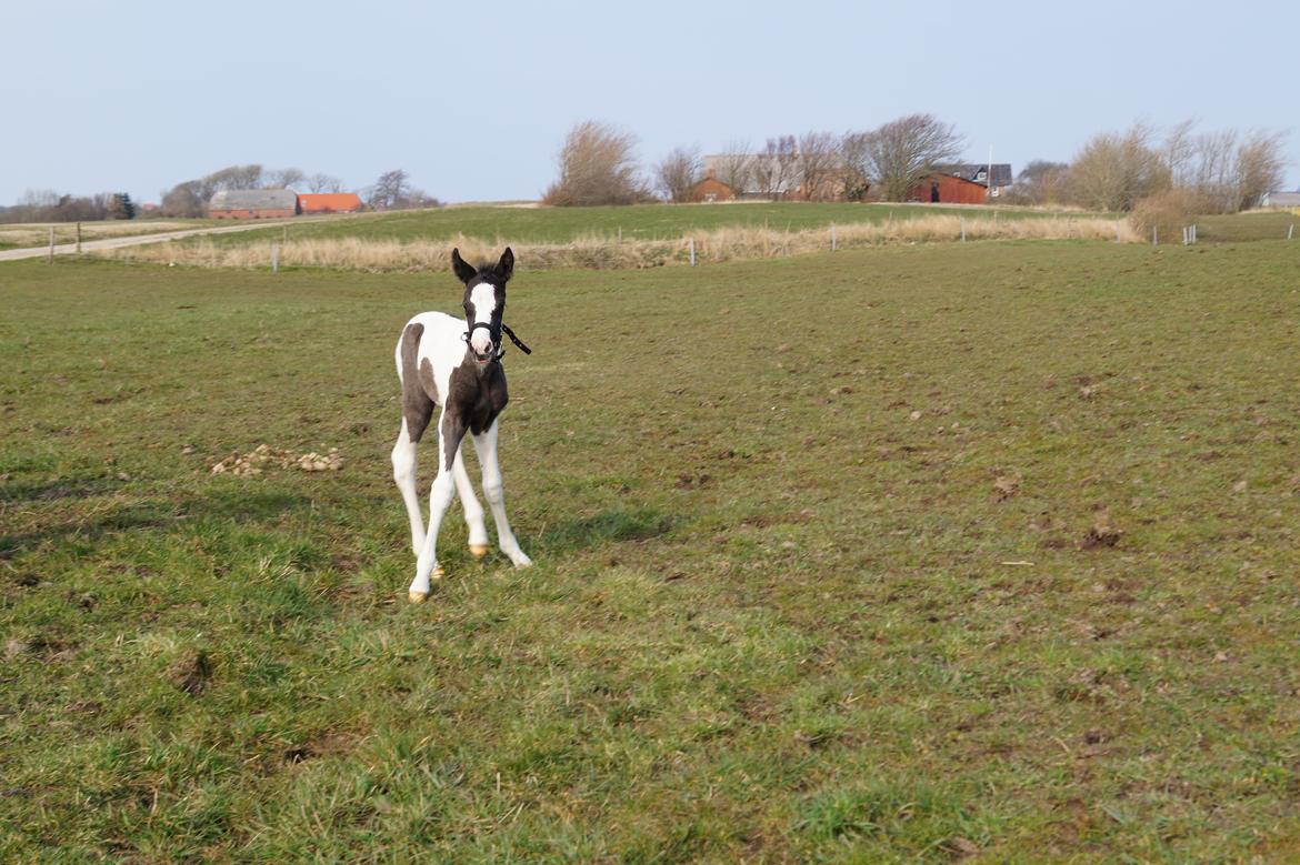 Barockpinto Elaja billede 7