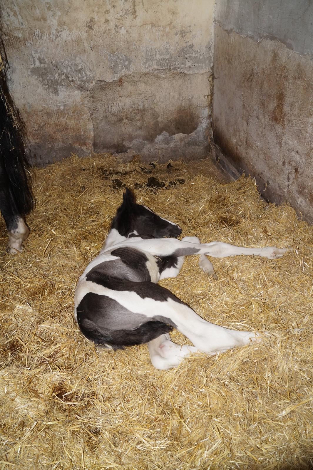 Barockpinto Elaja billede 8