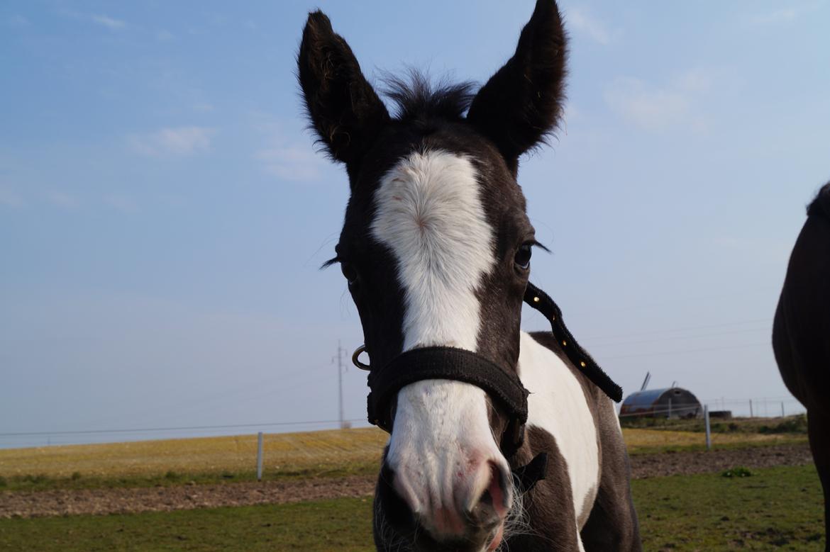 Barockpinto Elaja billede 6