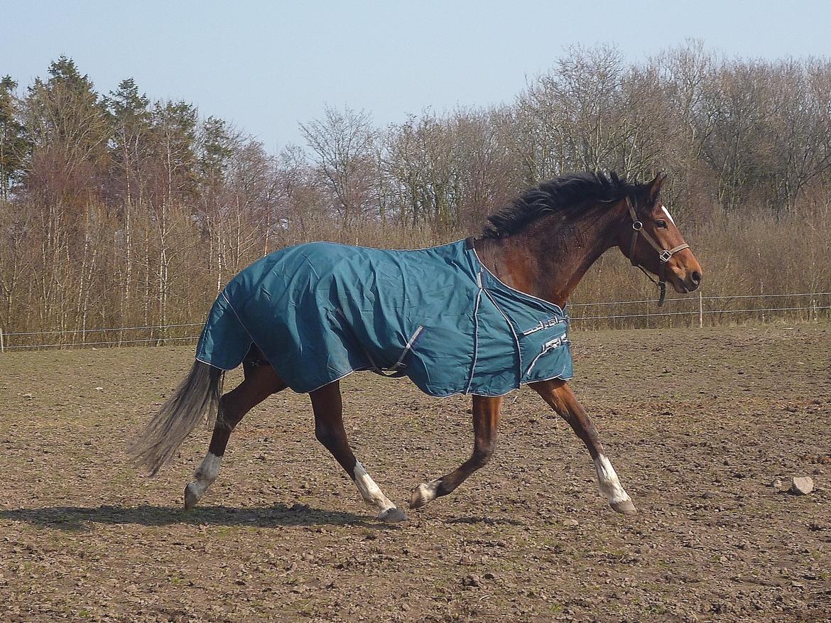 Trakehner Istar billede 5