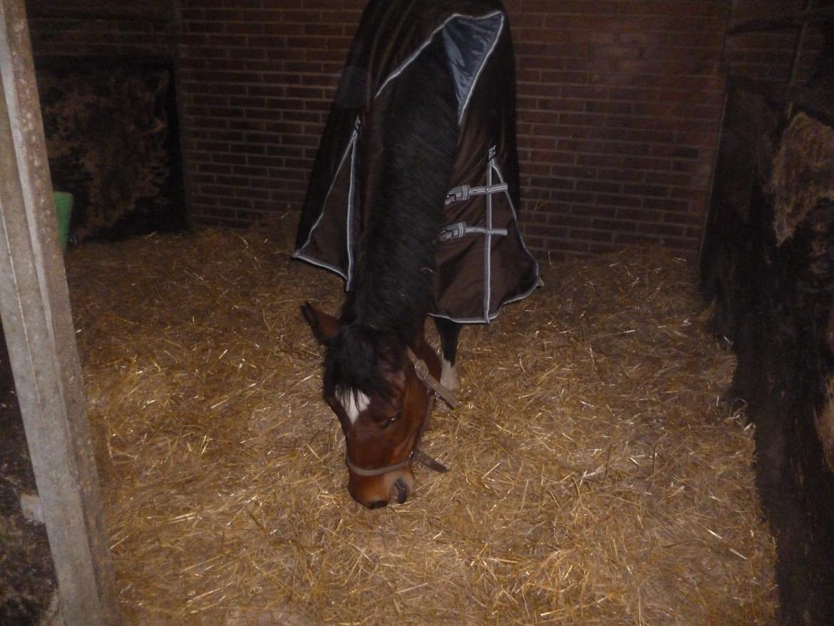 Trakehner Istar billede 6