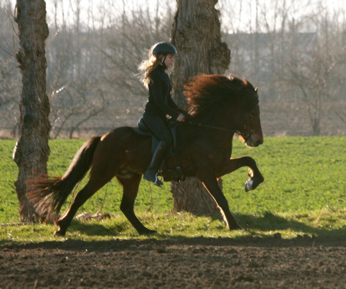 Islænder Pruður fra Flugsæl billede 1