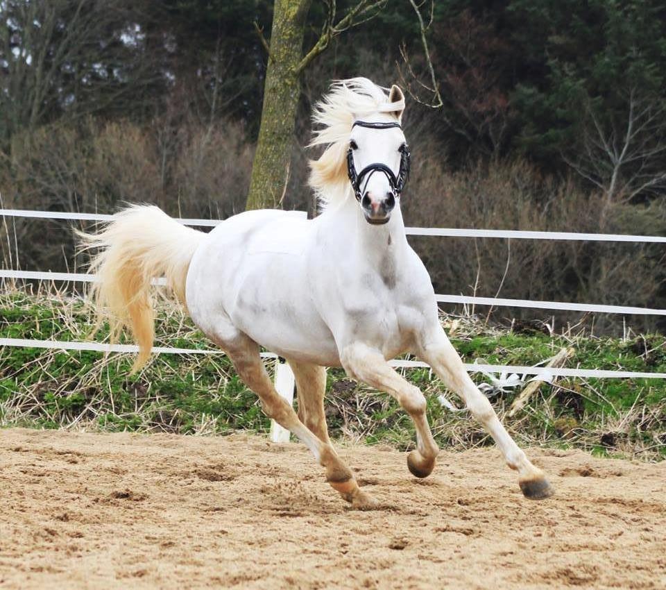 Welsh Partbred (Sec F) Bjerregårds Isabel - Min livsglade pony! 28.03.14 billede 19