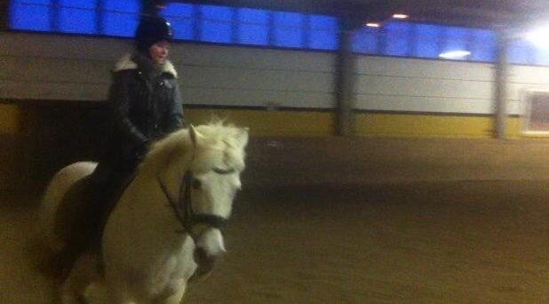 New Forest Vindegårdens Sir Camelot billede 1