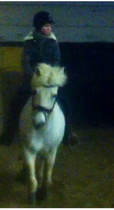 New Forest Vindegårdens Sir Camelot billede 2