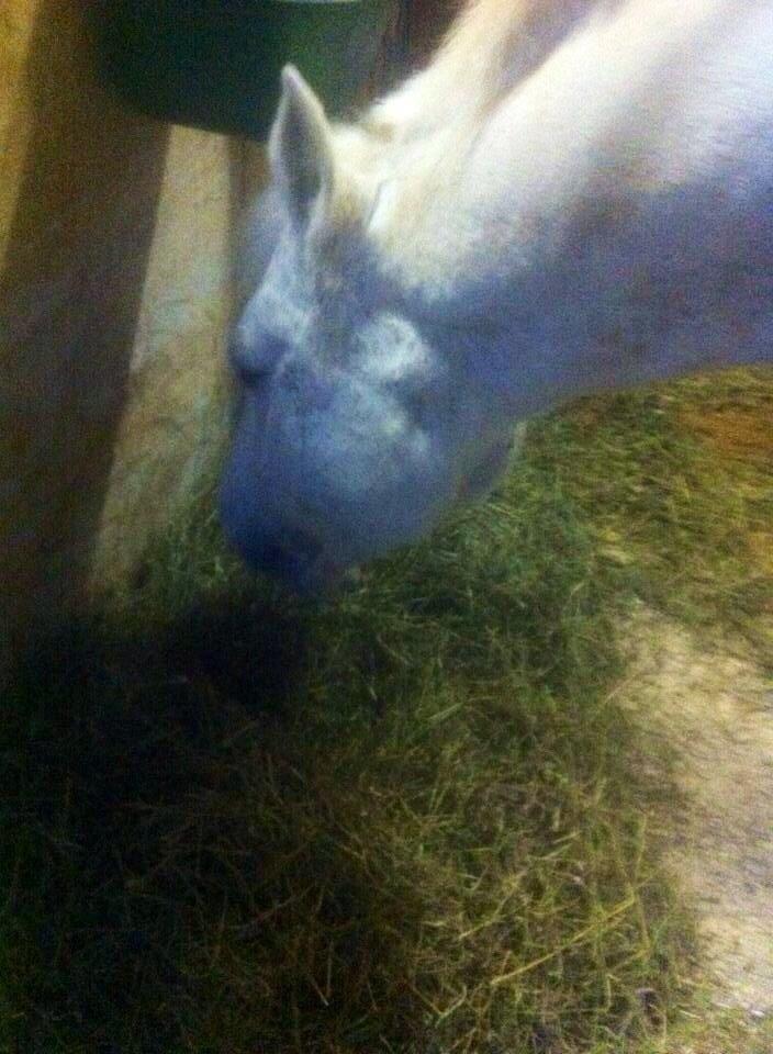 New Forest Vindegårdens Sir Camelot billede 3