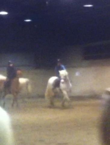 New Forest Vindegårdens Sir Camelot billede 4