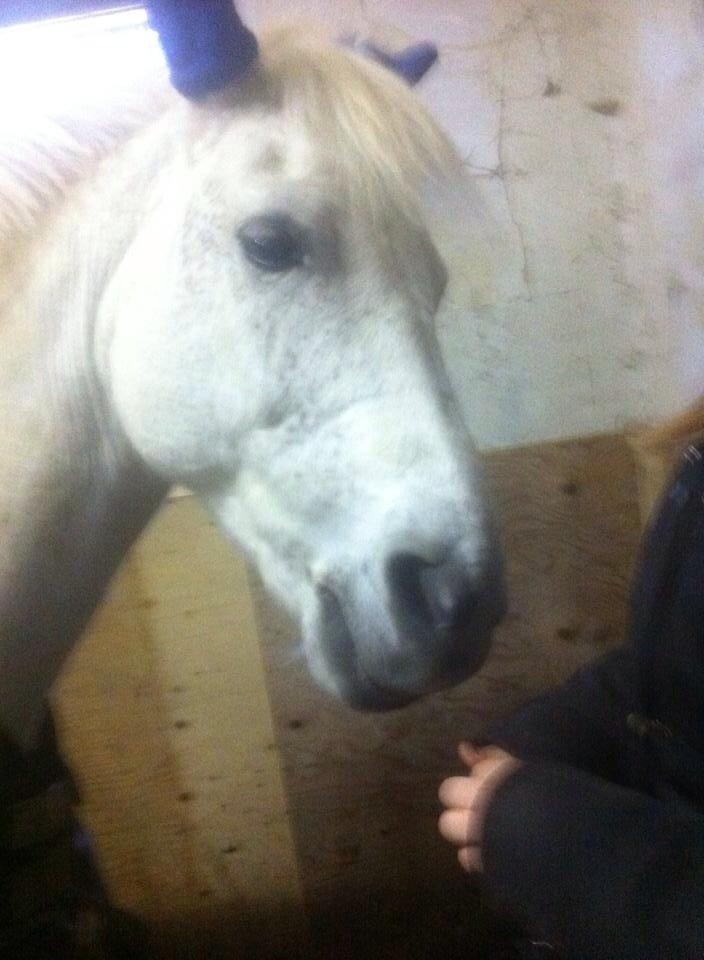 New Forest Vindegårdens Sir Camelot billede 5