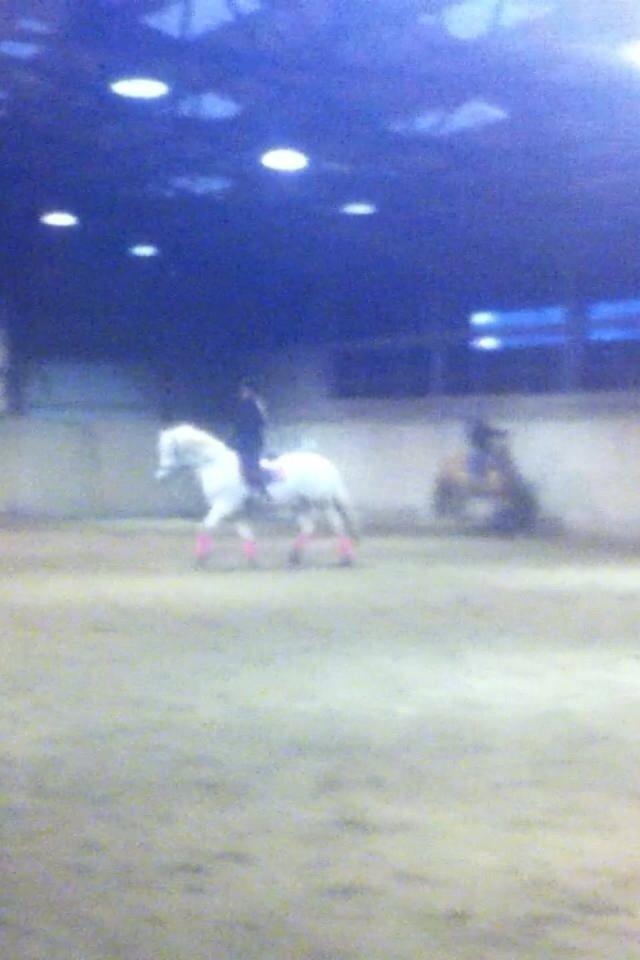 New Forest Vindegårdens Sir Camelot billede 6