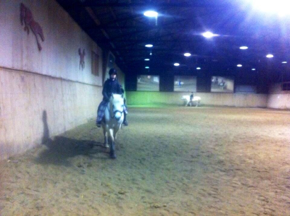 New Forest Vindegårdens Sir Camelot billede 7