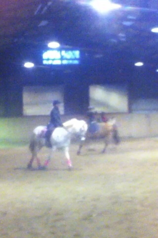 New Forest Vindegårdens Sir Camelot billede 8