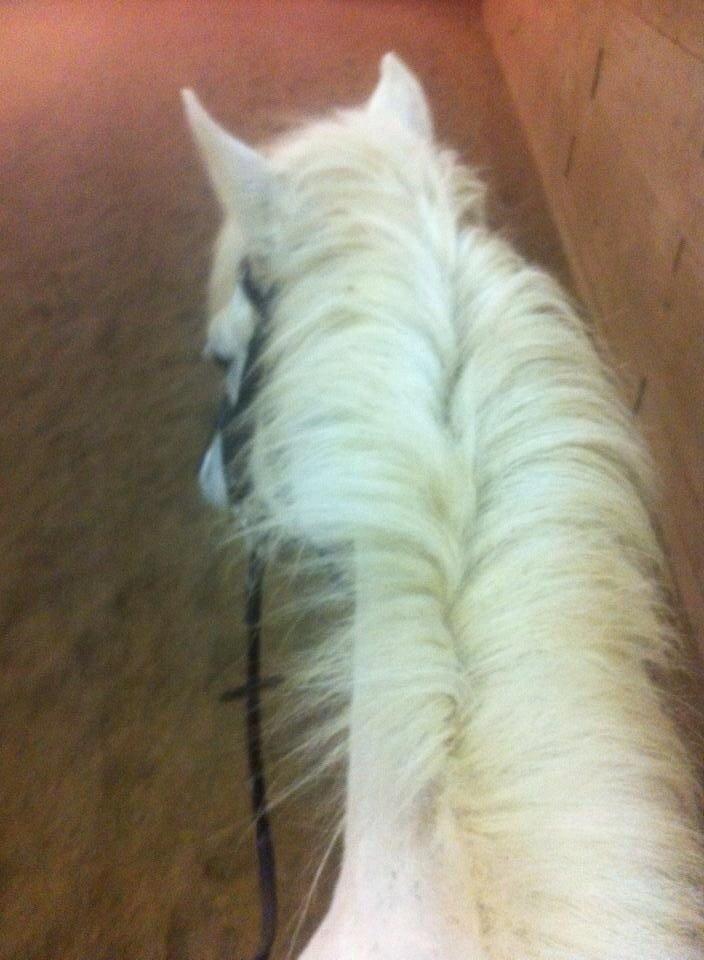 New Forest Vindegårdens Sir Camelot billede 9