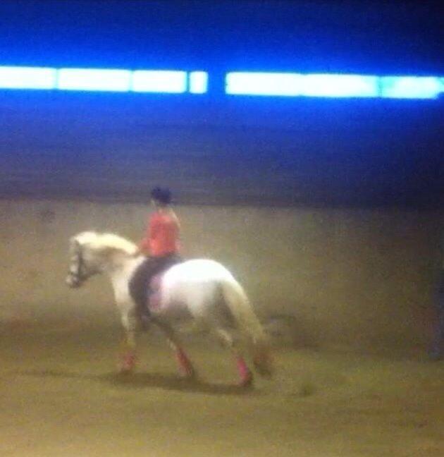 New Forest Vindegårdens Sir Camelot billede 10