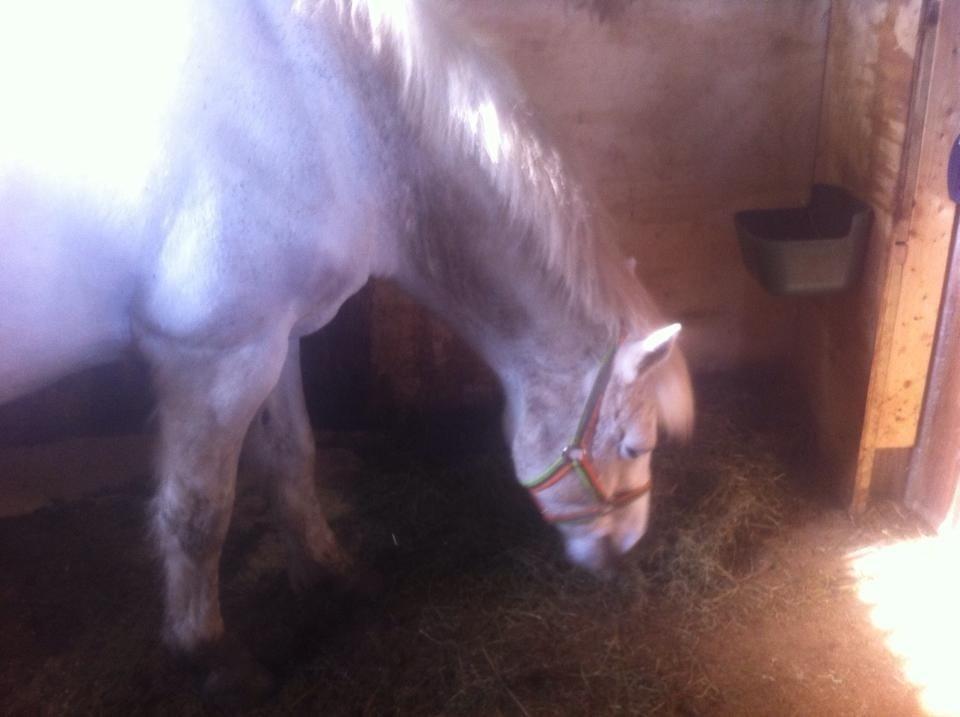 New Forest Vindegårdens Sir Camelot billede 11