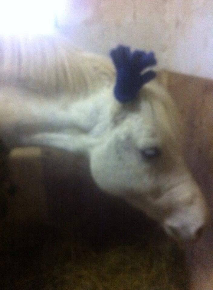 New Forest Vindegårdens Sir Camelot billede 12