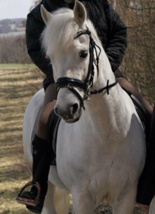 New Forest Vindegårdens Sir Camelot billede 13