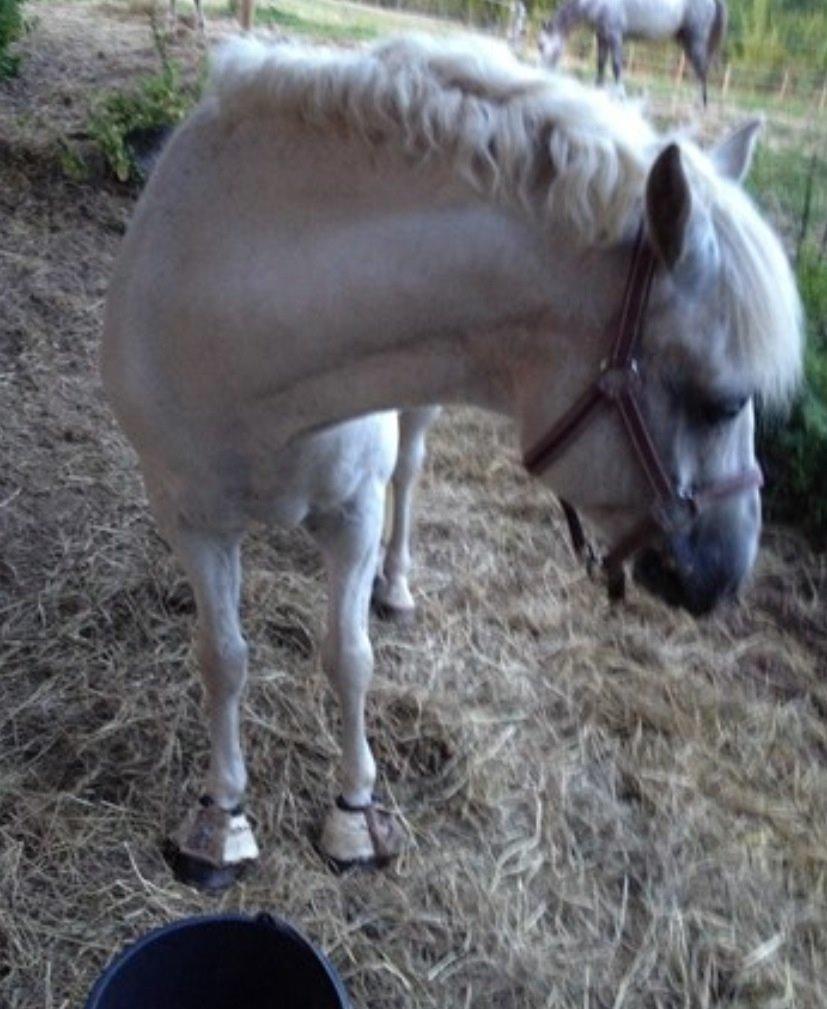 New Forest Vindegårdens Sir Camelot billede 14