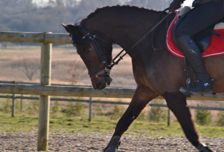 DSP Schrøter's La Couer billede 13