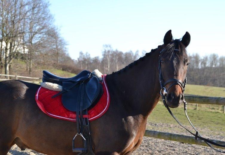 DSP Schrøter's La Couer billede 6