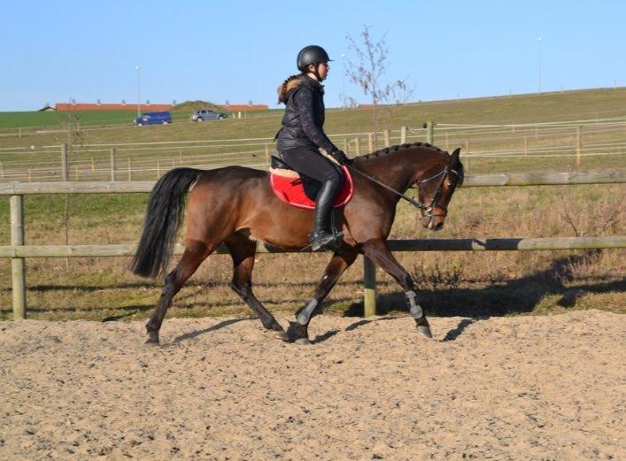 DSP Schrøter's La Couer billede 7