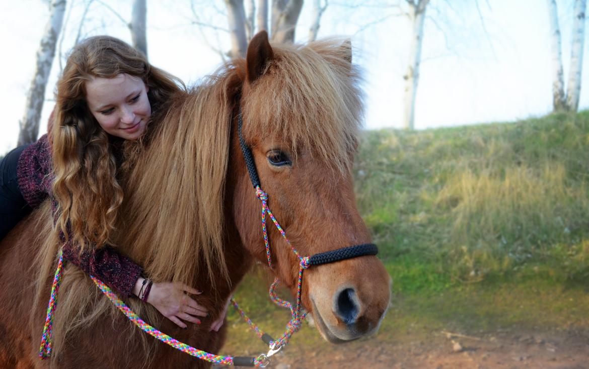 Islænder Stjarni fra Pilegaarden - 1 år. <3 billede 10