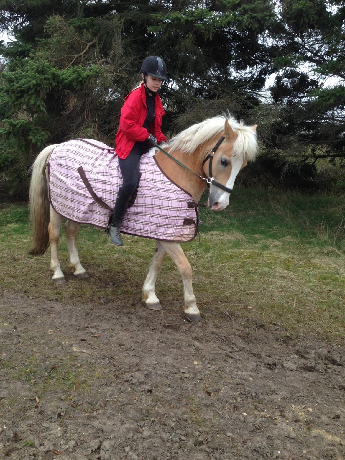 Haflinger Nylle billede 2