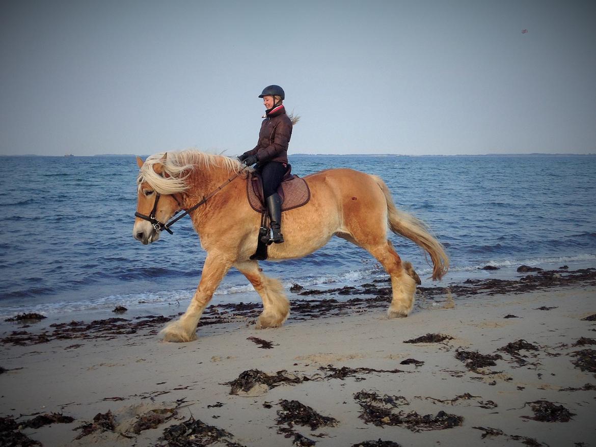 Belgier Dolly (Iris van Parkzicht Nyt hjem ;( billede 29