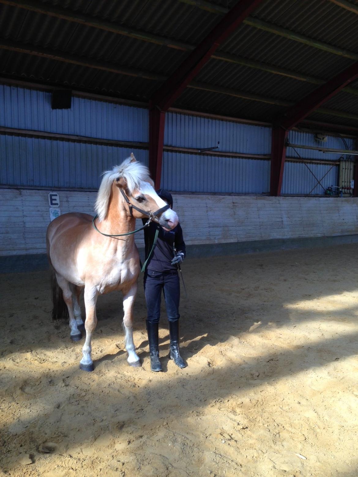 Haflinger Nylle billede 13