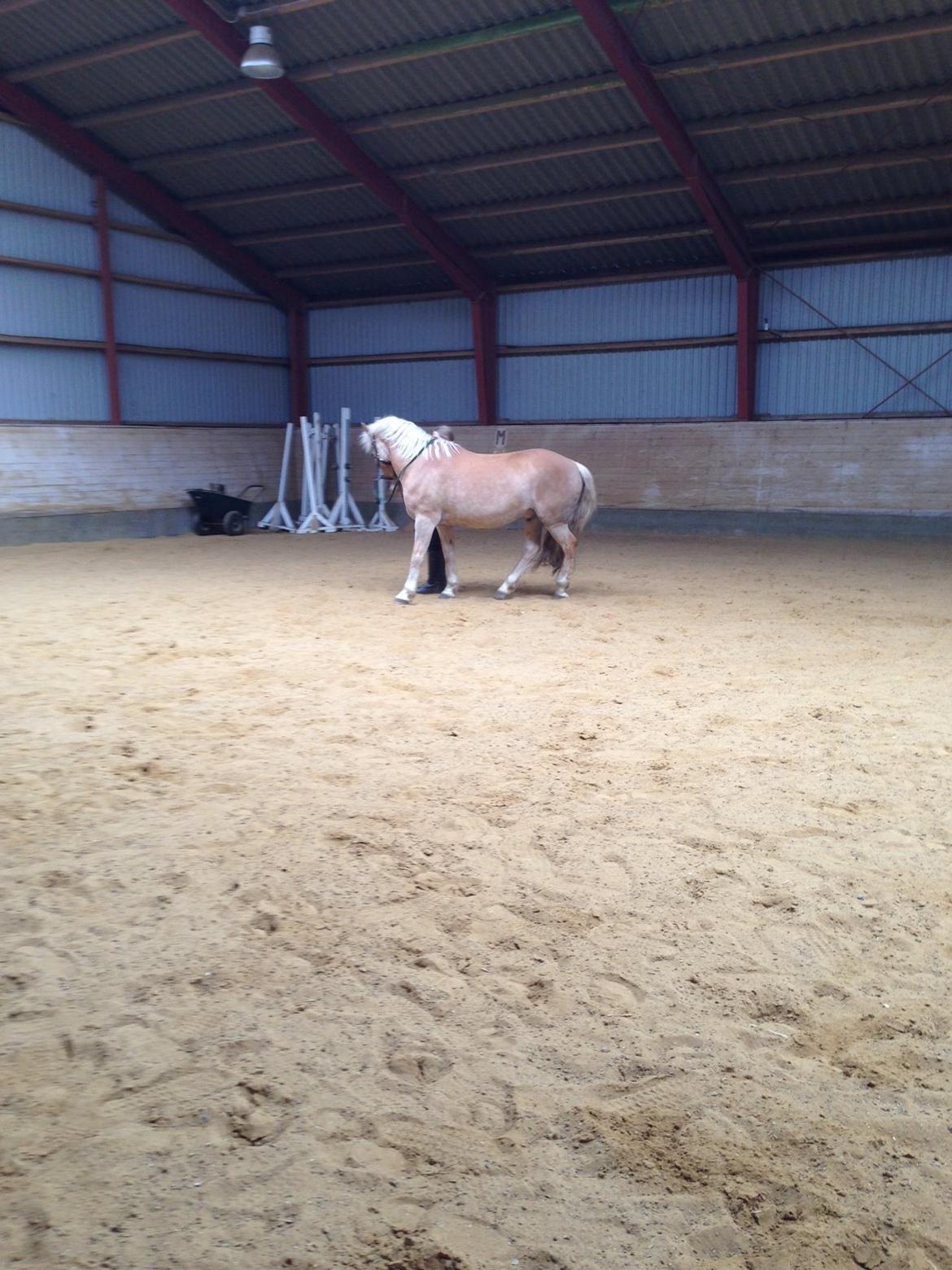 Haflinger Nylle billede 18