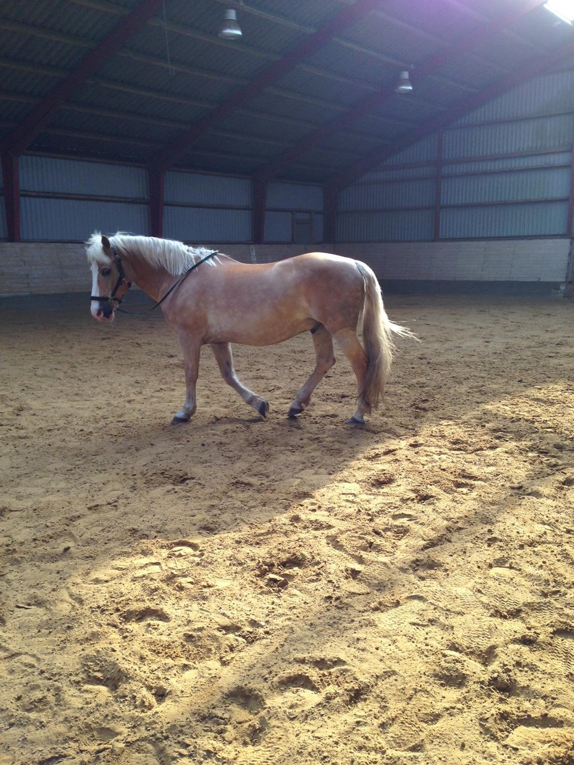 Haflinger Nylle billede 20