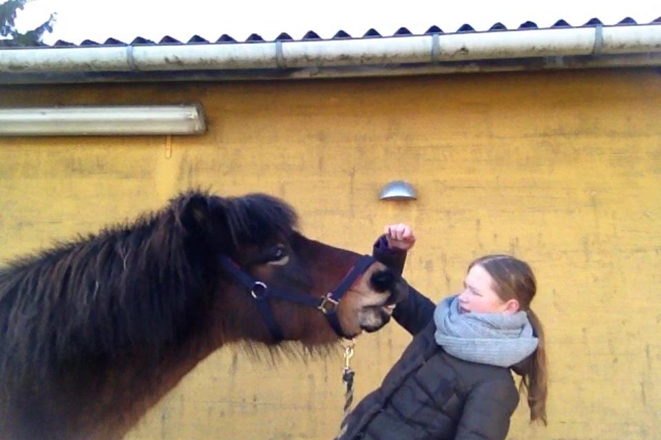 Islænder Bylgja fra solløkke (Min stjerne) - SMIILL billede 14