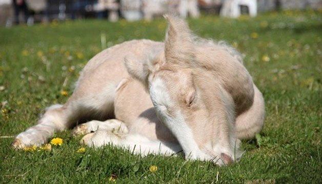 Irish Cob - Le mans van Gipsy Dreams *Mansemand* - Baby manse <3 billede 11