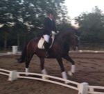 Dansk Varmblod Aggers Ruby Tuesday billede 7