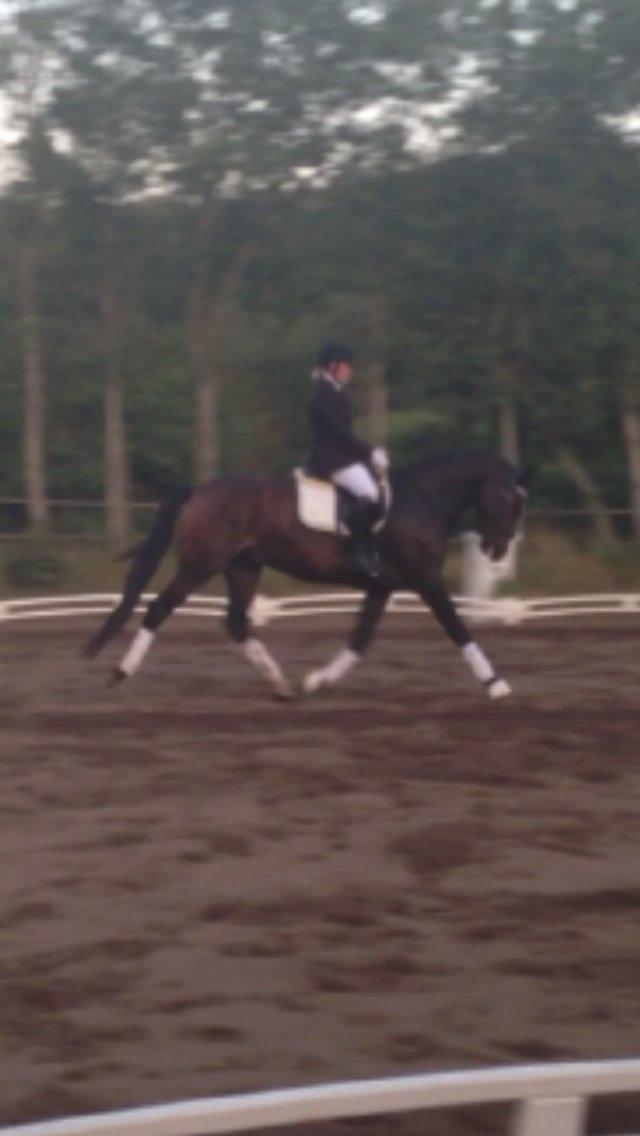 Dansk Varmblod Aggers Ruby Tuesday billede 8