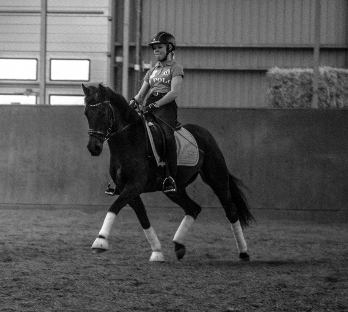 DSP Kjær's Calderina billede 4