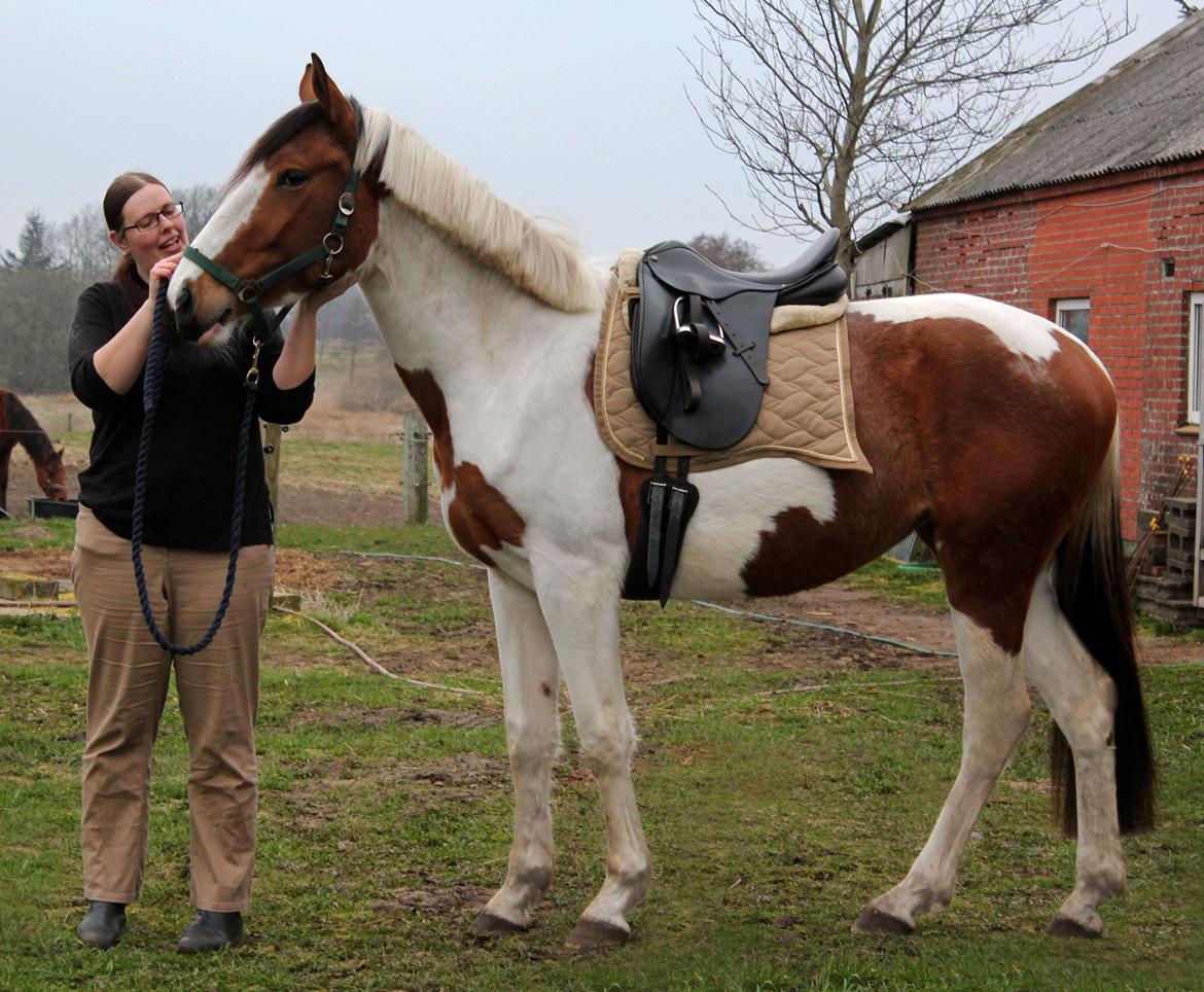 Pinto Love Never Dies (SOLGT) *For evigt elsket <3* - NYT: Lulu med dressur sadel på billede 10